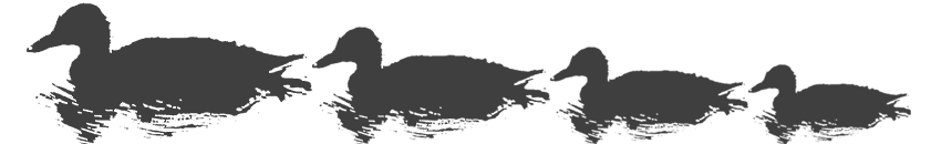 line of grey ducks duck logo